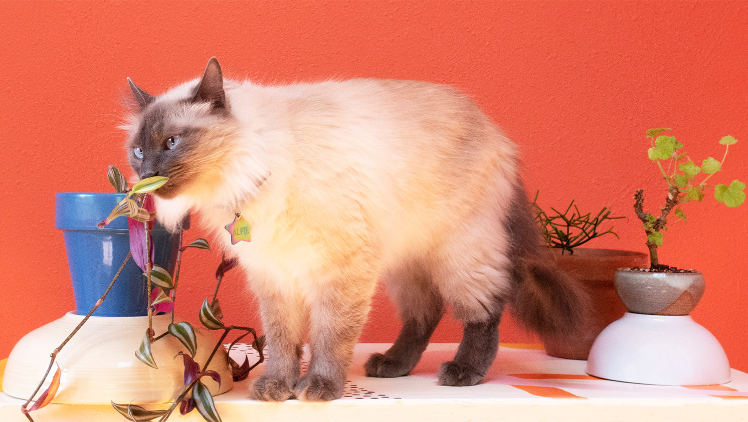 Growing Houseplants in Harmony With Pets