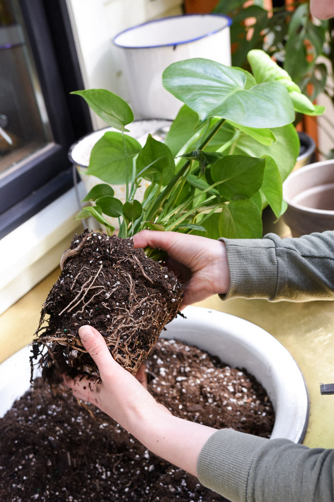 How to Choose the Right Pot: A Guide to Repotting Houseplants