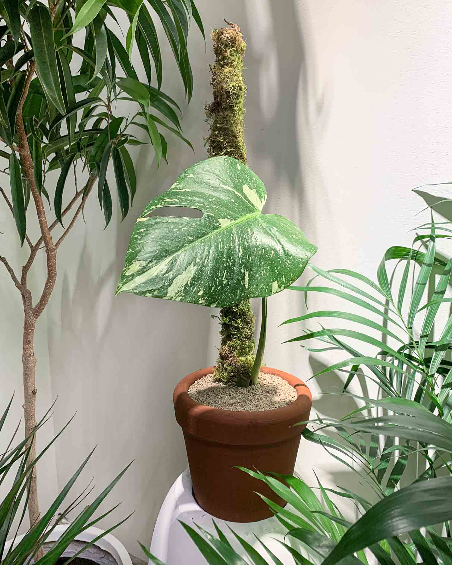 Looking for Larger Leaves? Try a Moss Pole