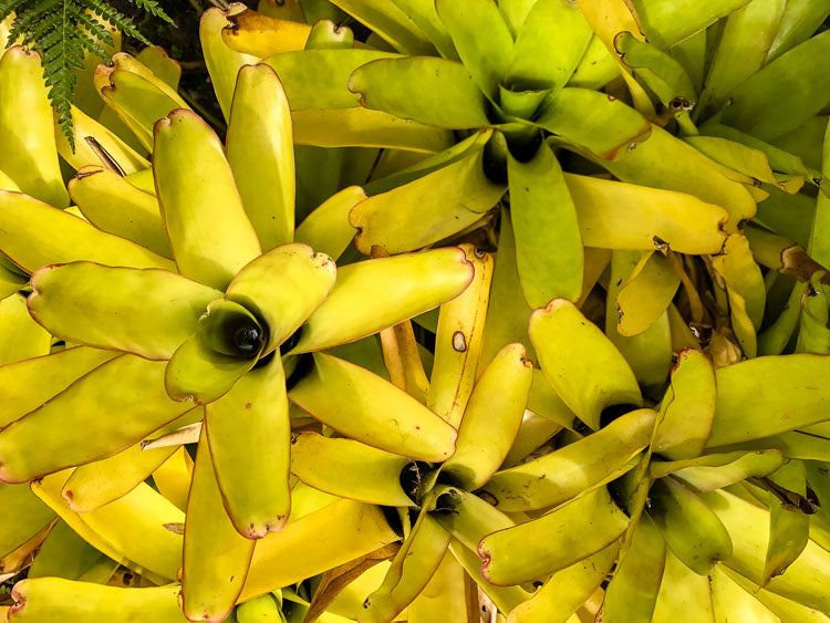 Photo Journal: Kula Botanical Garden, Maui, Hawaii