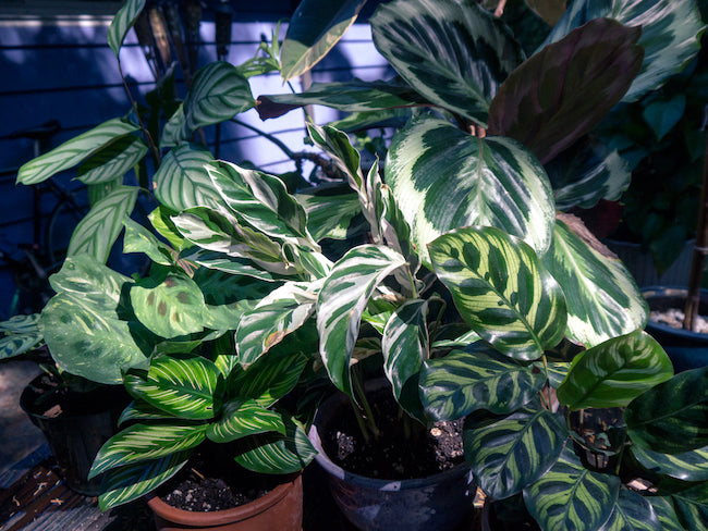 A Guide to Prayer Plants: How to Grow Maranta, Calathea, and other Marantaceae Indoors