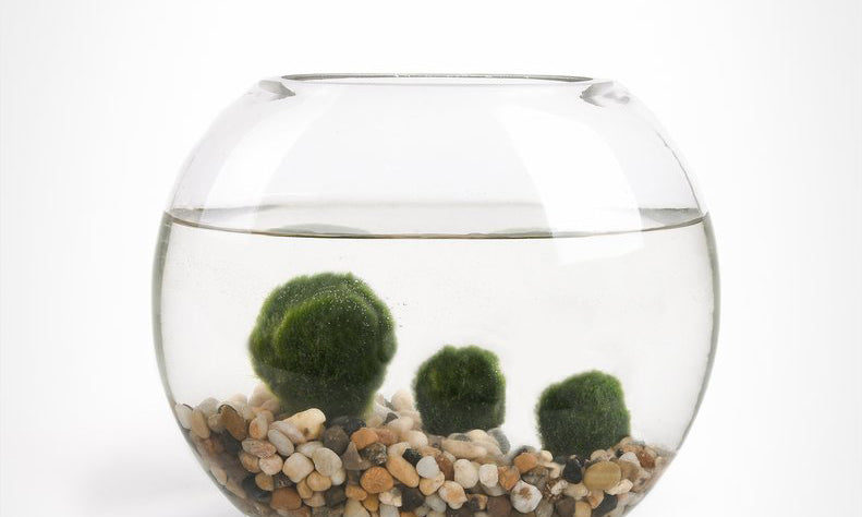 Join the Marimo Moss Ball Craze : The Perfect Indoor Water Garden •  OhMeOhMy Blog
