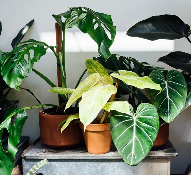 Poisonous Houseplants: 10 Indoor Plants for Pet Owners and Parents to Avoid