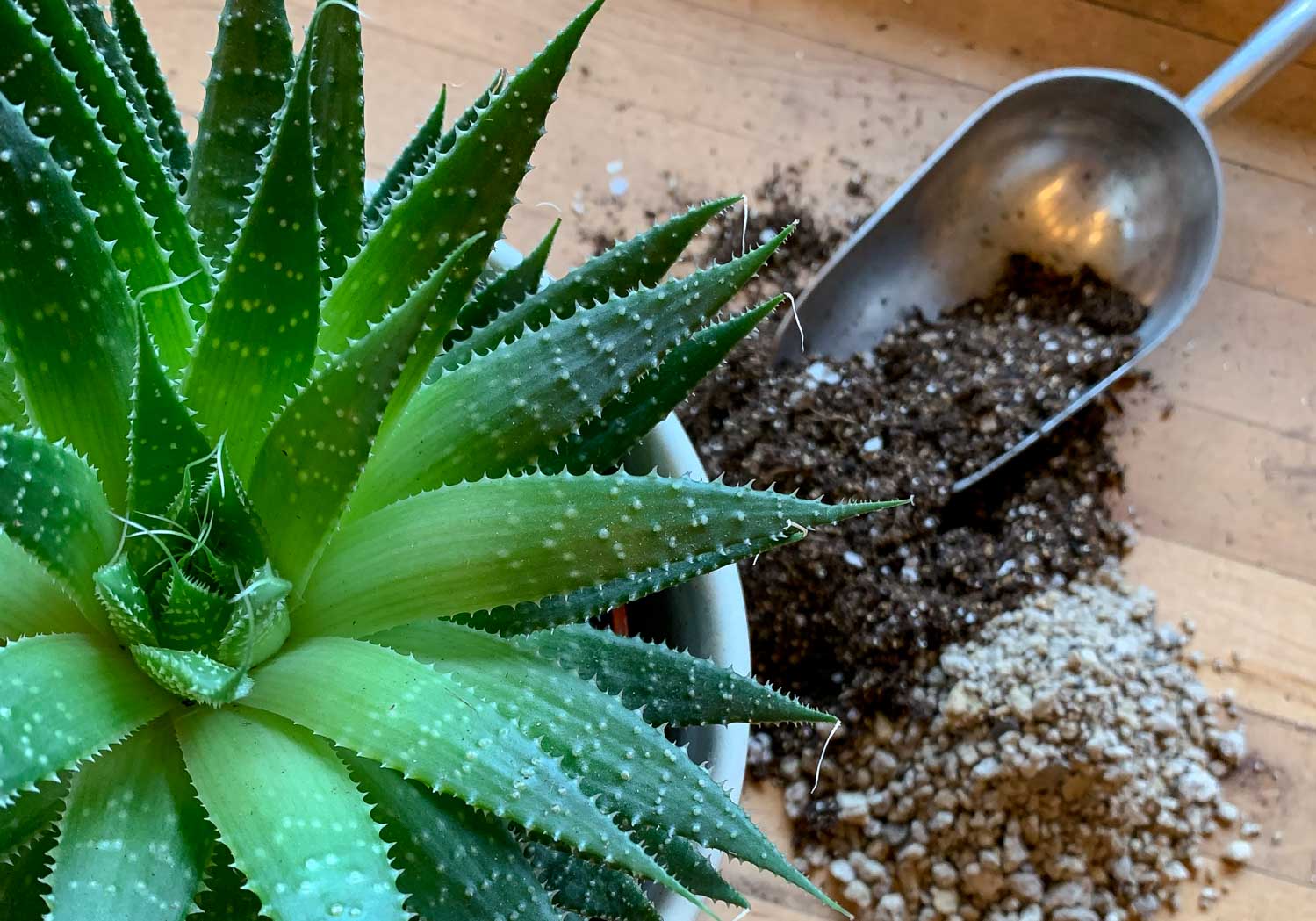 Recipes for Houseplant Health: Soil Substrates and Potting Mixes