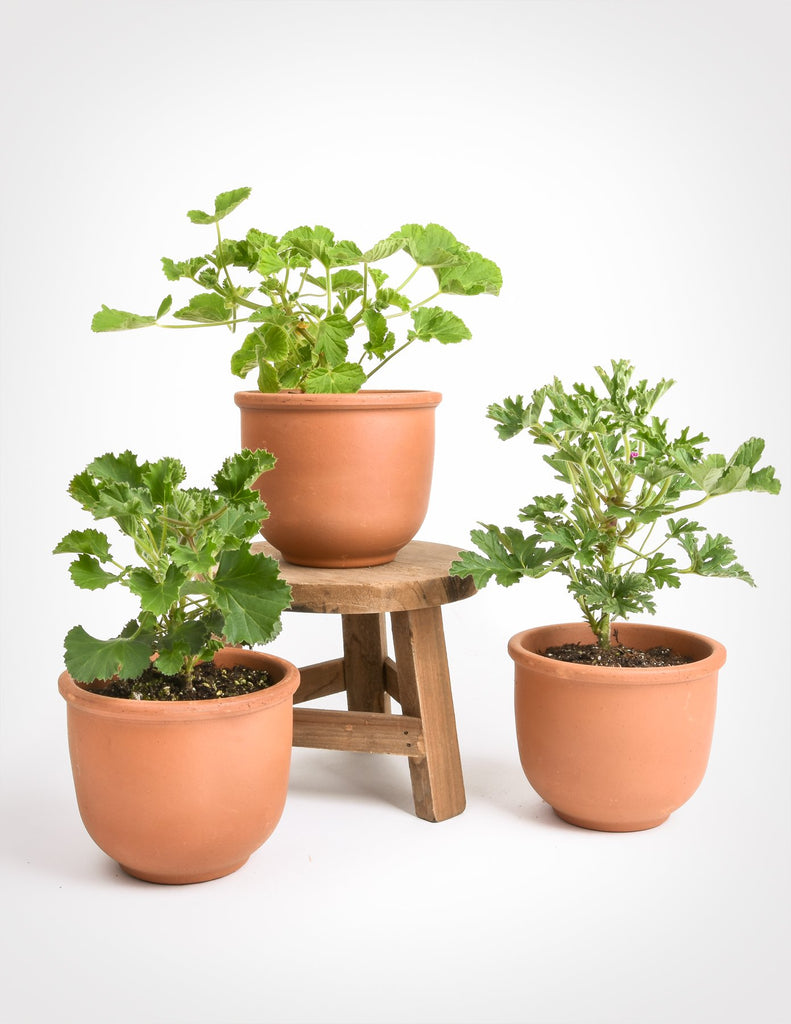 Signs of Spring: Selecting and Caring for Pelargoniums, aka Scented Geraniums