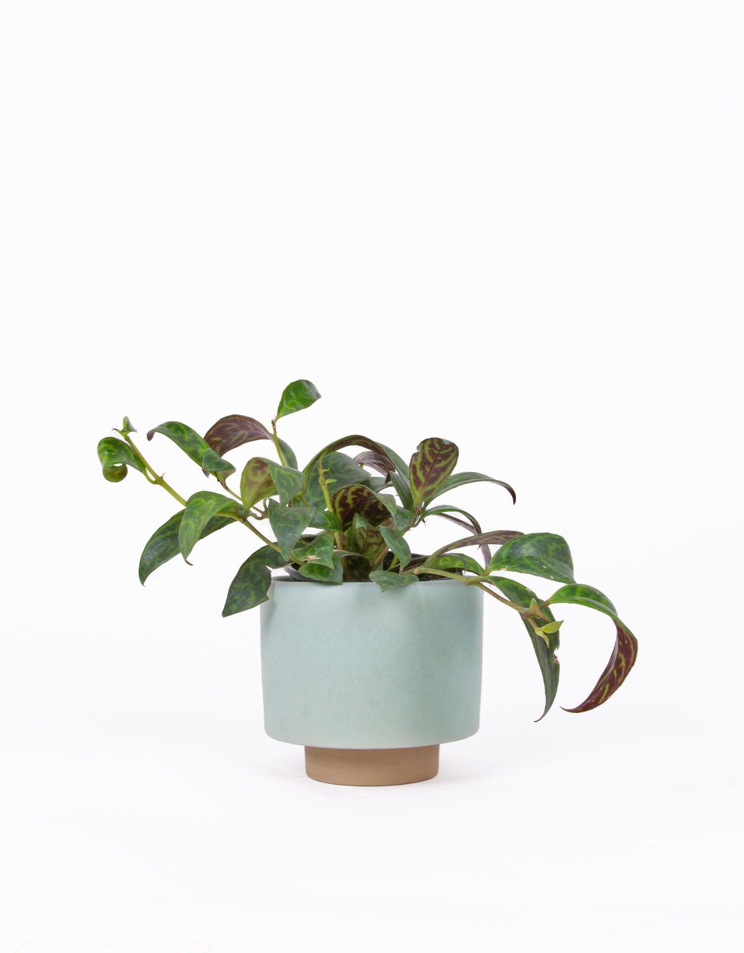 Aeschynanthus sp. - Lipstick Plant