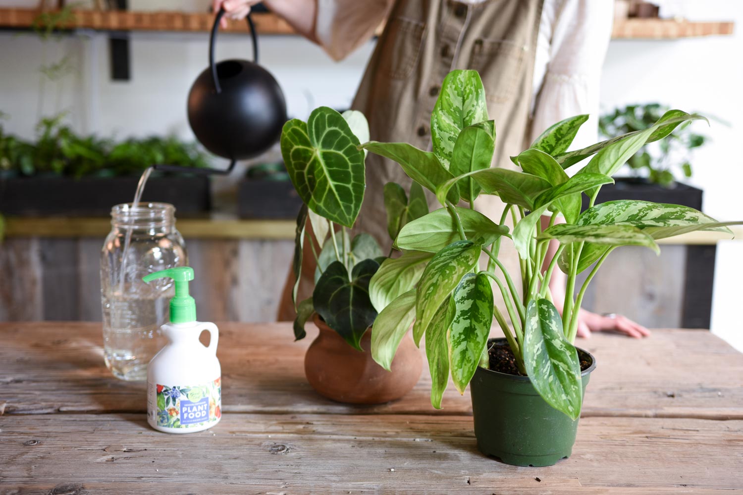 Spring Feeding: Houseplant Fertilizing 101