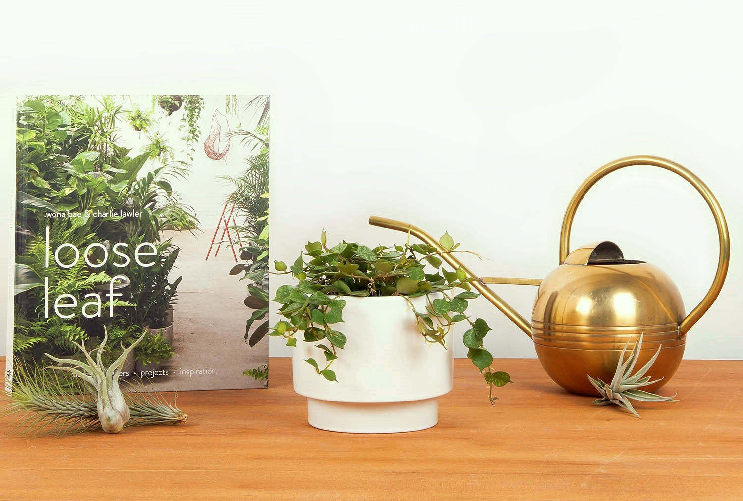 How to Water a Plant: A Guide to Different Watering Styles