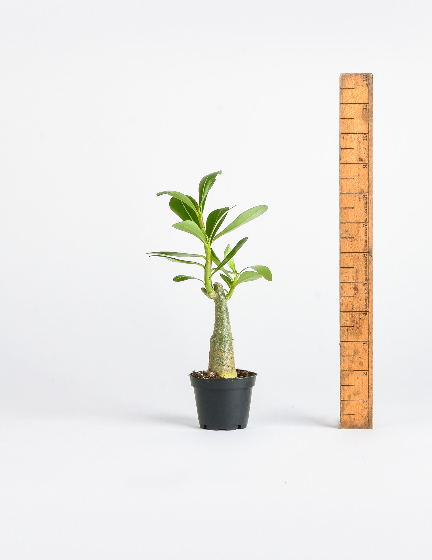 Adenium obesum - Desert Rose