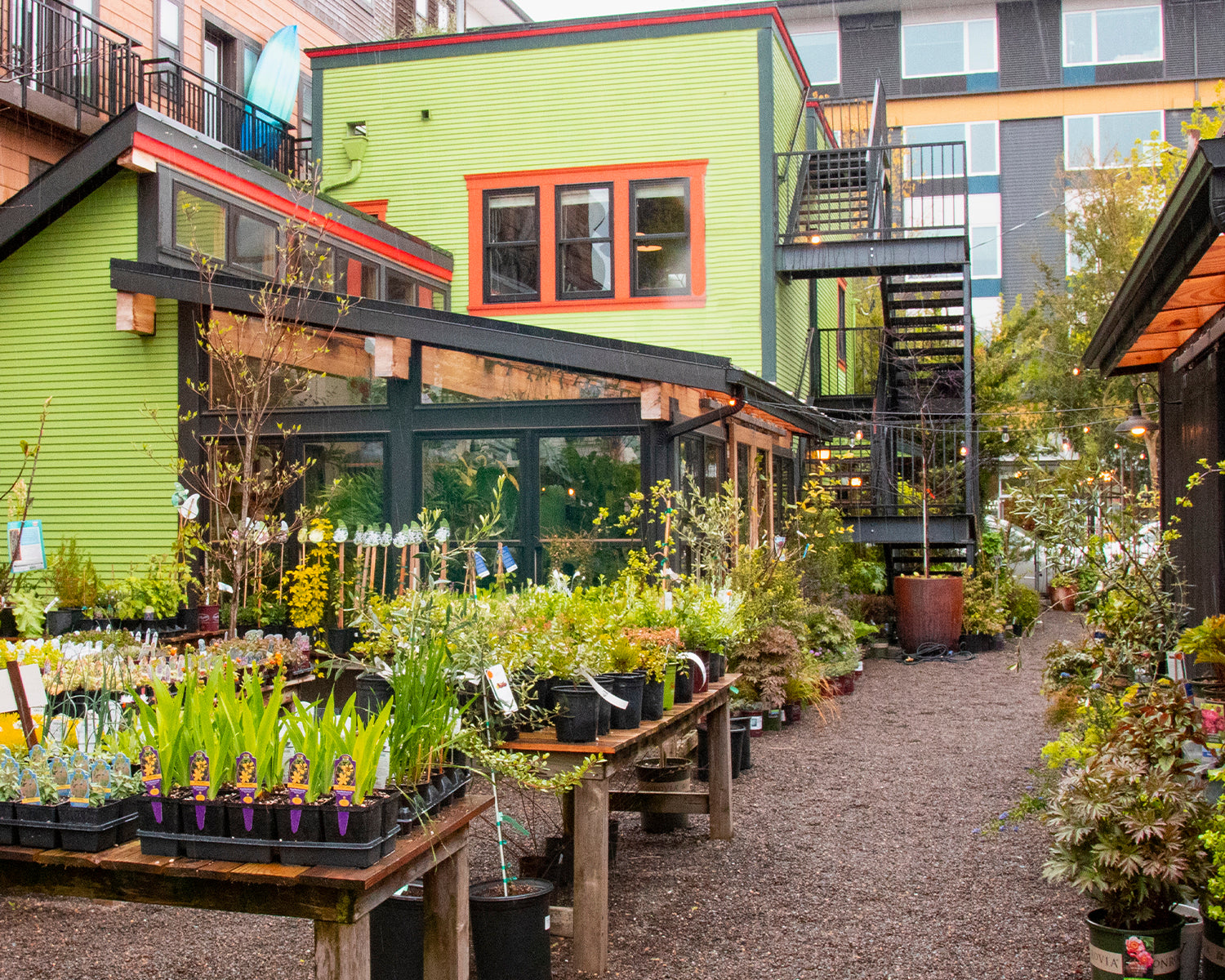 Celebrate Earth Day With Us: A Love Letter to the Ginkgo Tree