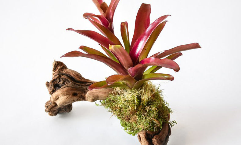 Bromeliad Mount Care: How to Water and Care for Mounted Bromeliads
