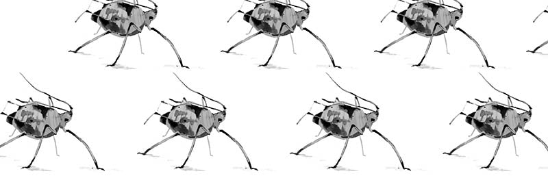 Dealing with Houseplant Pests, Part 3: Q/A with our Plant Health Specialists