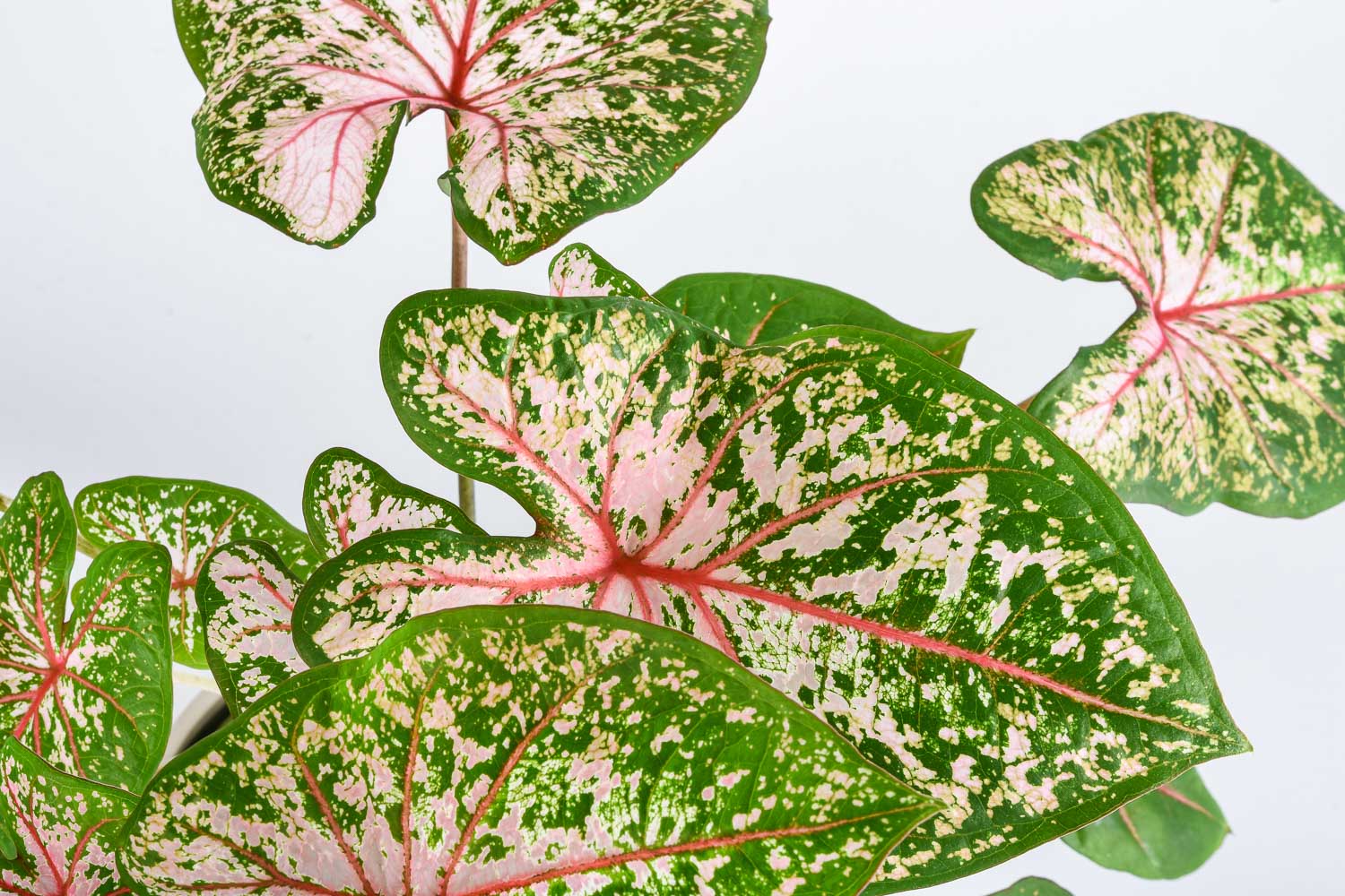 Growing and Caring for Tropical Bulbs: Deciduous Aroids, Caudiciforms and Beyond