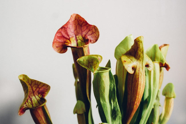 Carnivorous Plants Are Beautiful… and Ruthless!