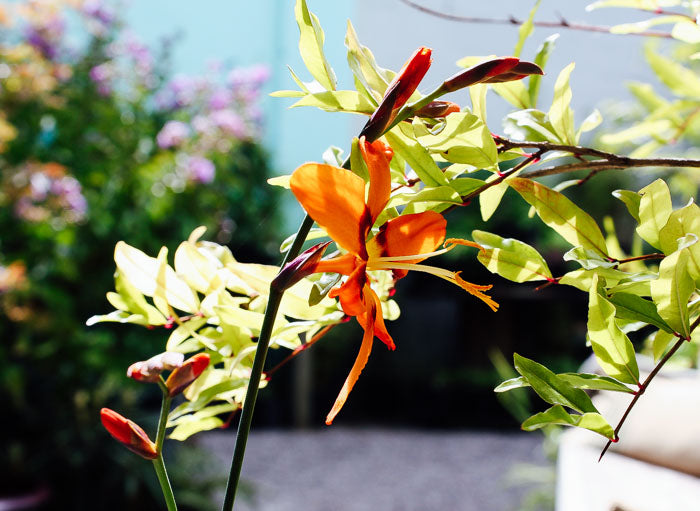 5 Steps To Successful Fall Planting: How To Landscape With The Season