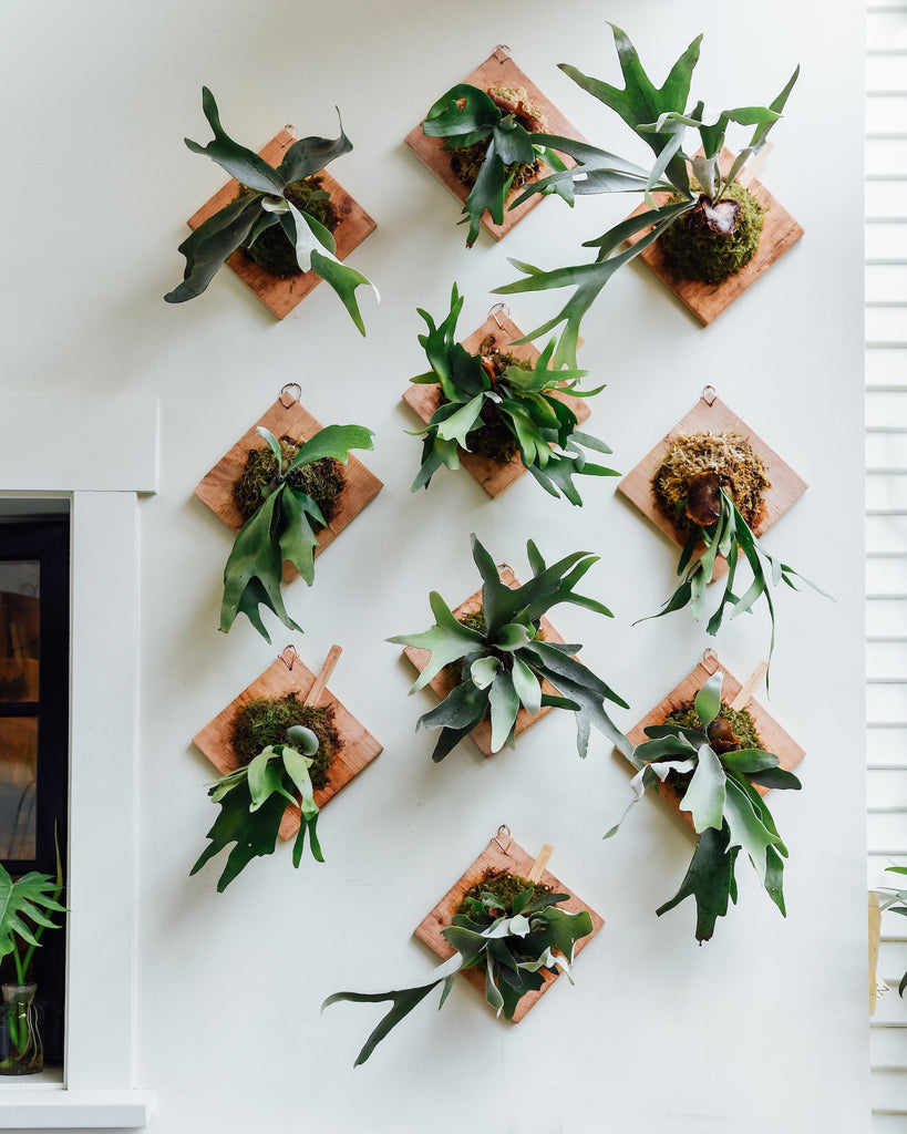 Staghorn Fern Care: How To Water, Grow and Care for Mounted Staghorn Ferns