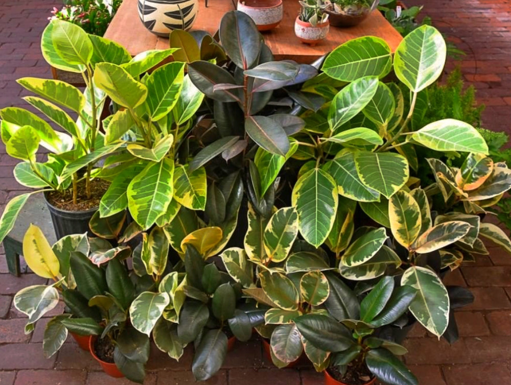 Ficus species group, altissima, audrey, elastica, burgundy