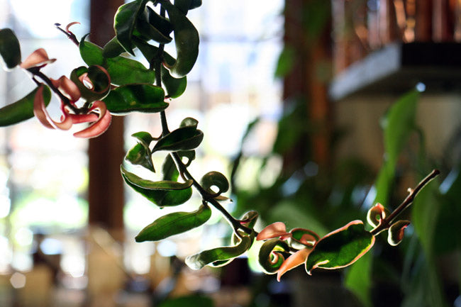 Five Reasons You Need Indoor Plants: The Many Benefits of Houseplants