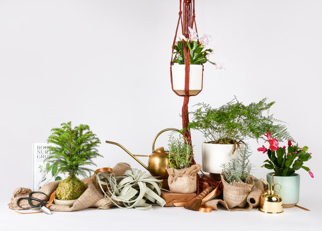 A Very Shippable Houseplant Holiday Gift Guide