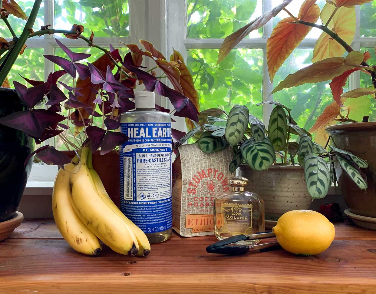 Creative Reuse for Indoor Gardeners: Household Items for Your Houseplants