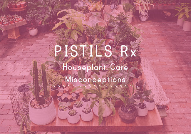 Pistils Rx: Common Houseplant Care Misconceptions