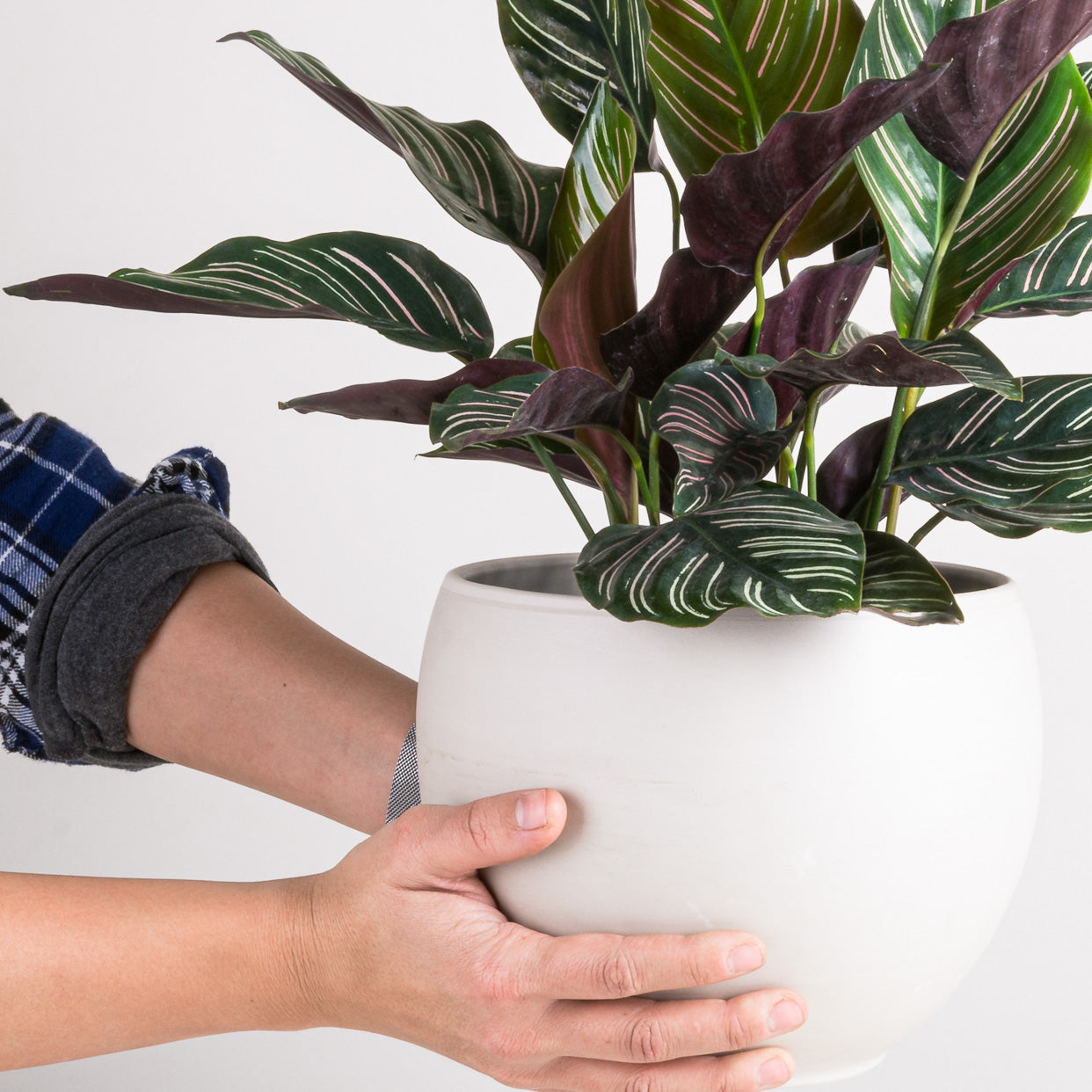 Turning Over a New Leaf: A Houseplant New Year’s Tradition