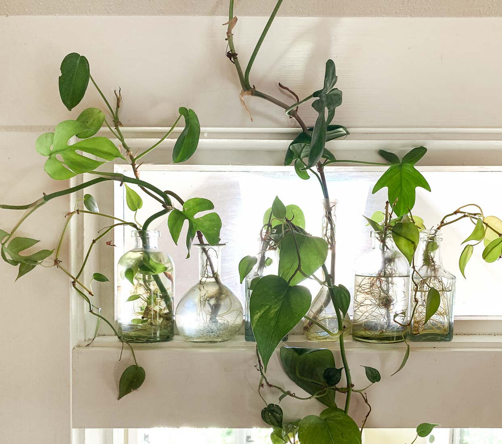 Houseplant Propagation 101: Growing New Roots