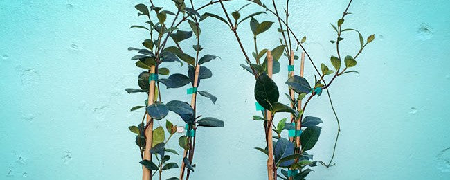 A Vine For Every Space: How to Grow Our Favorite Creepers