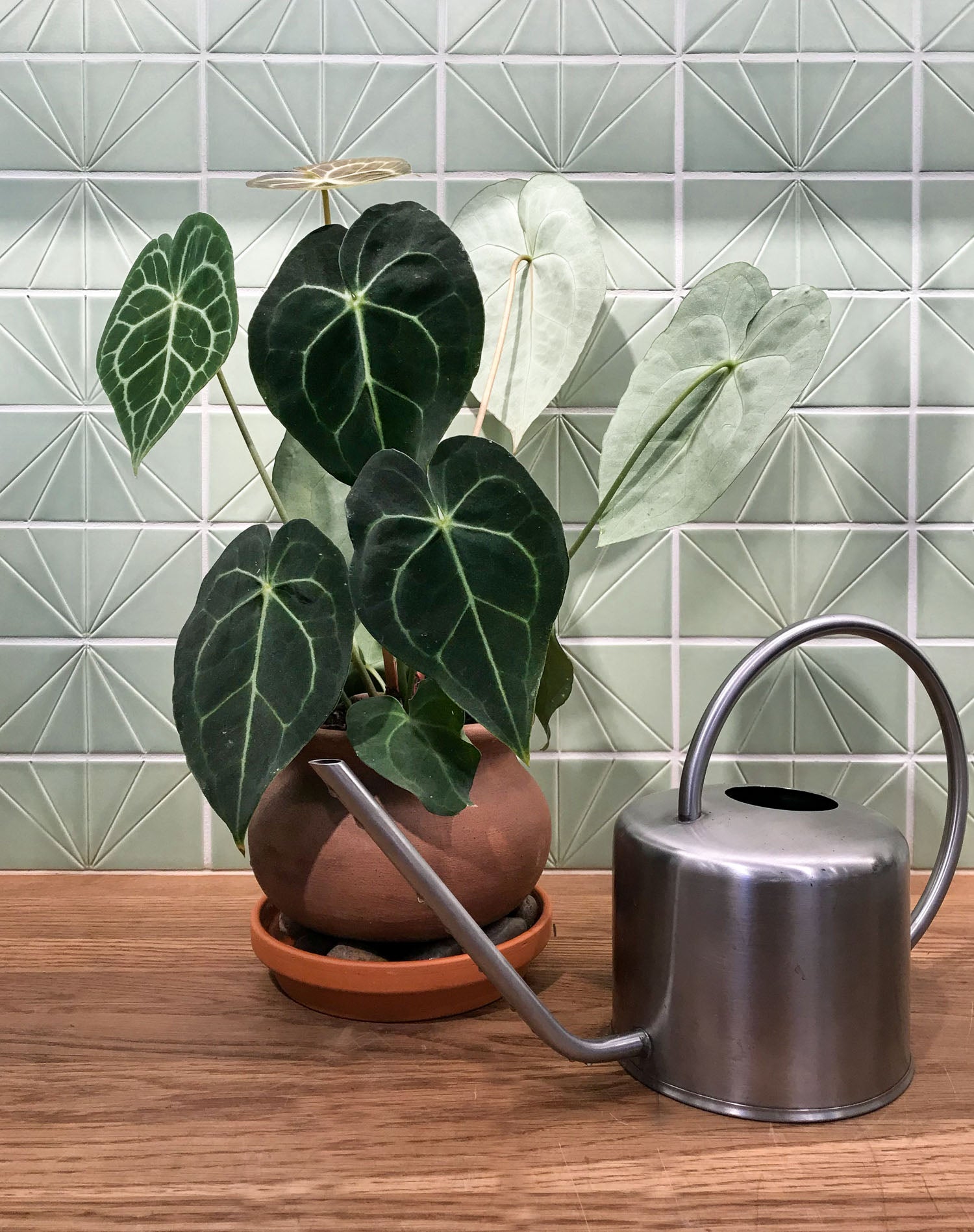 Humidity Hack: How to Make a Pebble Tray - Pistils Nursery