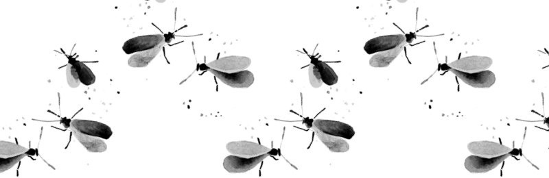 https://pistilsnursery.com/cdn/shop/articles/indoor-plant-bugs-featured_800x.png?v=1572566738