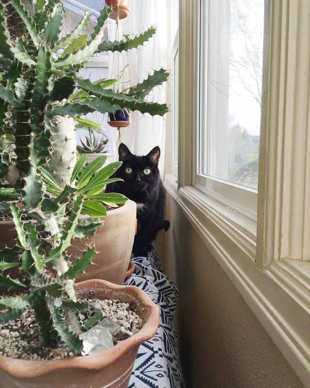 10 Inspiring Instagram Accounts You Need to Follow If You Love Plants