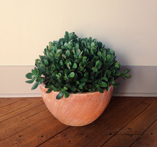 Fall Houseplant Care: Indoor Garden Tips