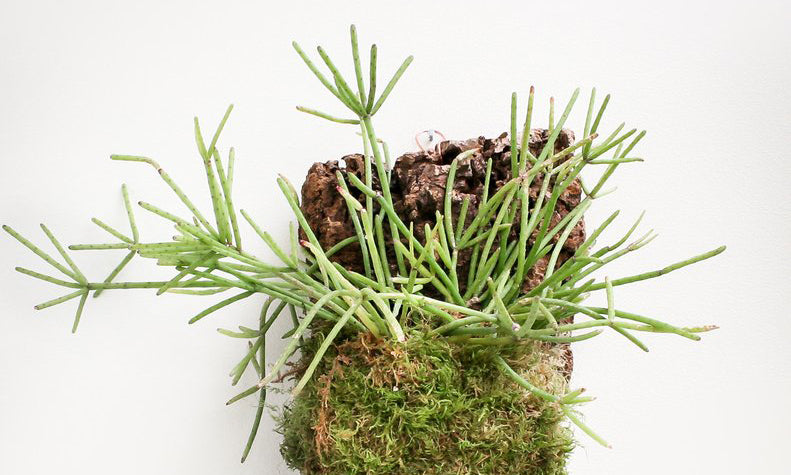 Mounted Jungle Cactus Care: How to Grow Rhipsalis, Hatiora and Other Epiphytes