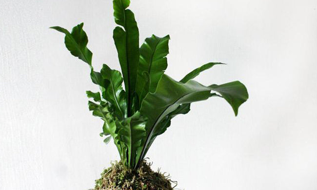 Kokedama Care: How to Care for Kokedama String Gardens