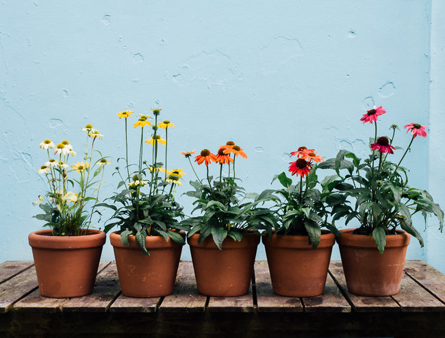 Late Summer Color: Five Flowers to Keep your Garden Glowing