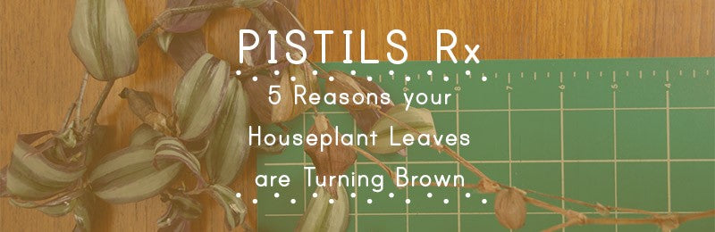 Pistils Rx: 5 Reasons your Houseplant’s Leaves are Turning Brown