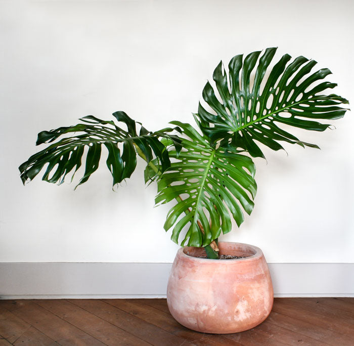 Monster Greenery: Create an Indoor Jungle with these Large Indoor Plants