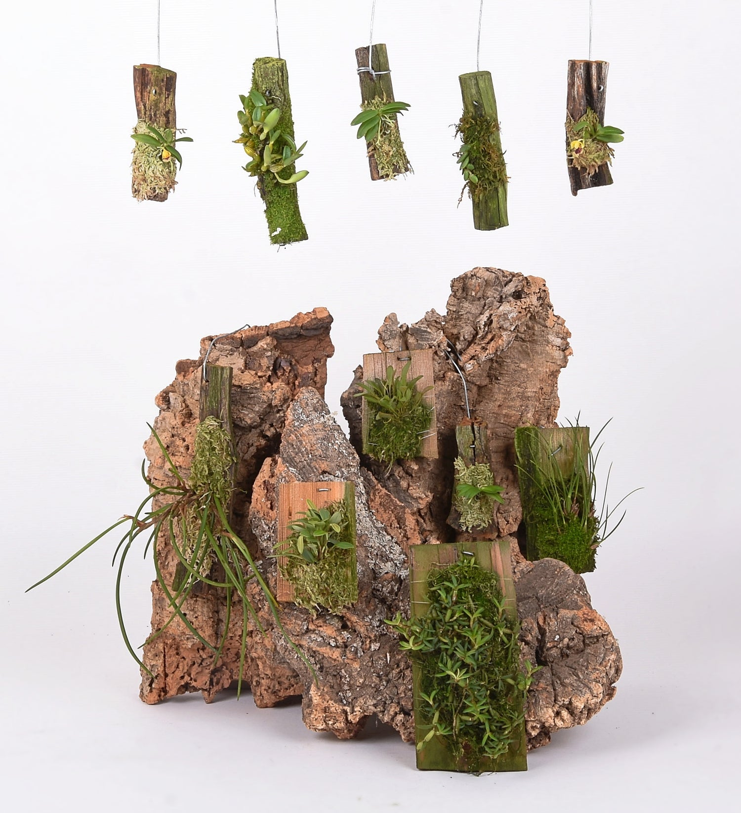 Growing Mounted Miniature Orchids in the Home