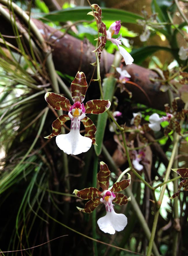5 Things You Didn’t Know About Epiphytes: A Visit to Orchídeas Moxvinquil