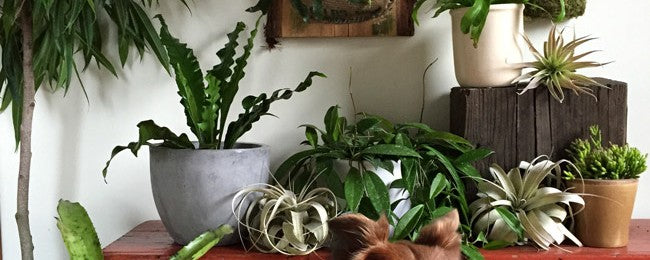 Plants and Pets: Our 10 Favorite Pet-Safe Indoor Plants