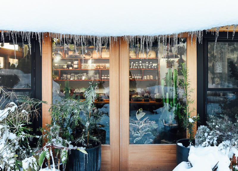 Winter Houseplant Care: Tips to Keep your Indoor Plants Thriving Through the Season