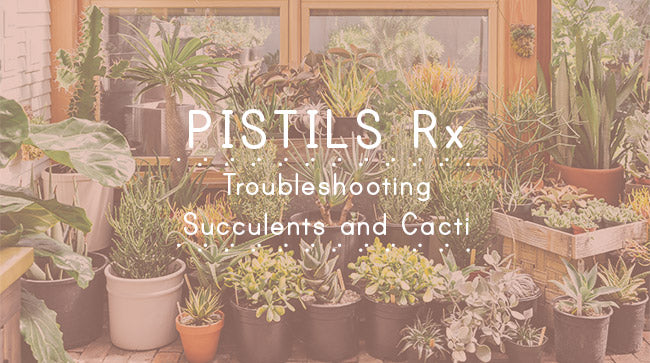 Pistils Rx: Troubleshooting Succulents and Cacti