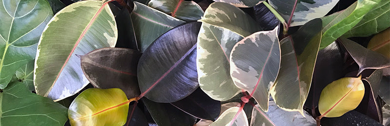 Plant Podcasts: Five Favorites for Plant Education, Inspiration and Appreciation