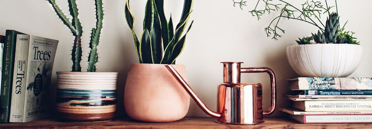 5 Tips to Revitalize Houseplants (and Keep Them Alive in Winter)