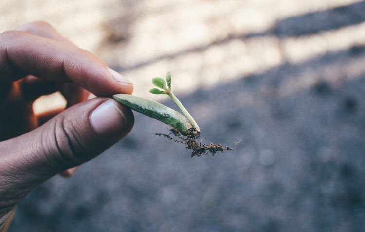 How To Propagate Plants for Beautiful DIY Holiday Gifts