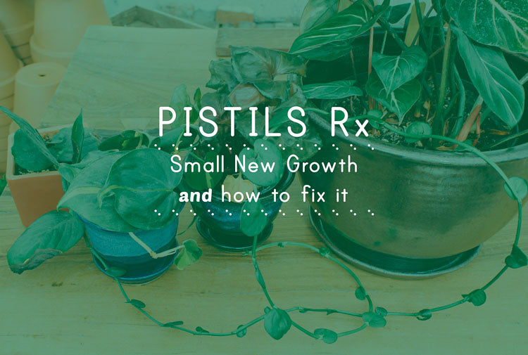 Pistils Rx: Small New Growth on Indoor Plants