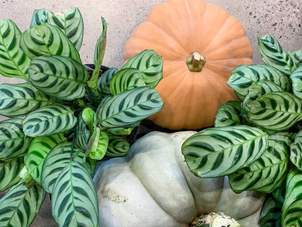 10 Spooky Plants to Haunt Your House This Fall