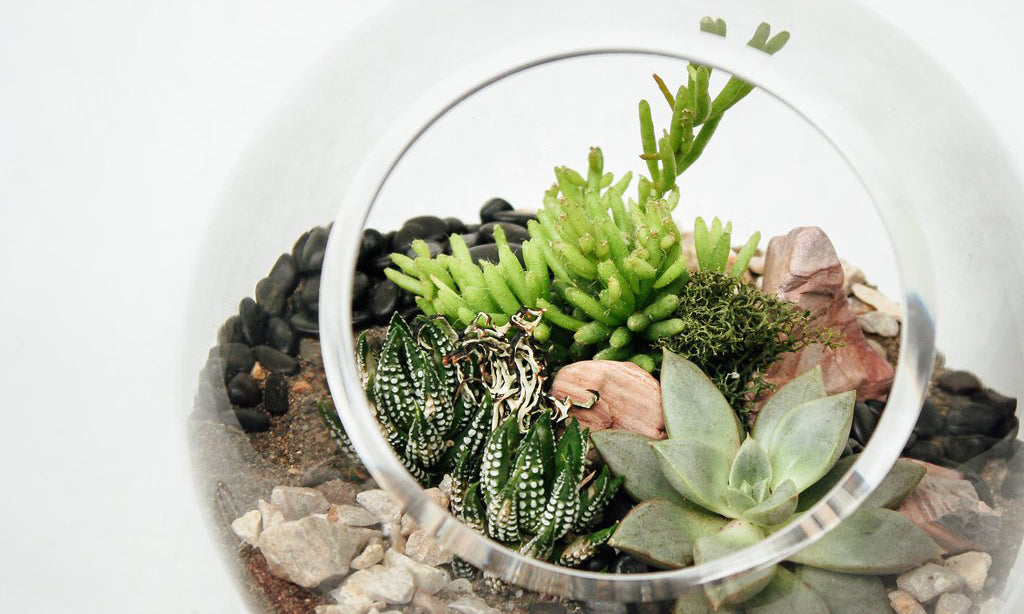 Terrarium Care: How To Care For A Terrarium with Succulents, Cacti and Tropical Plants
