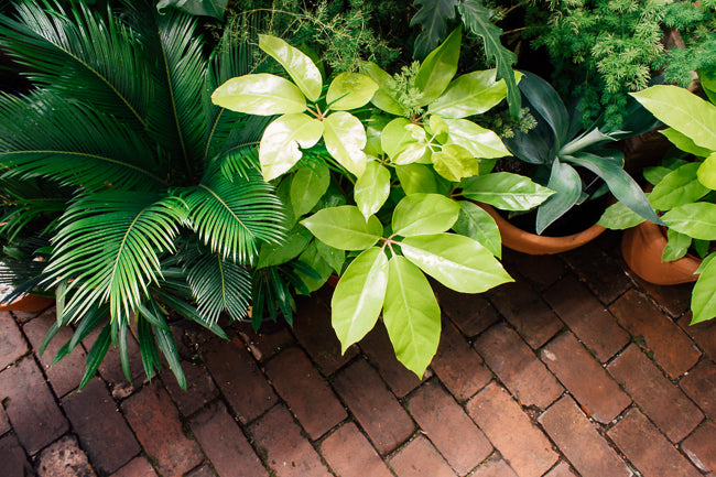 Summer Plant Care: 8 Tips to Survive a Heat Wave