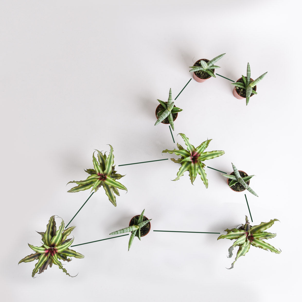 These Are the Best Houseplants for your Zodiac Sign